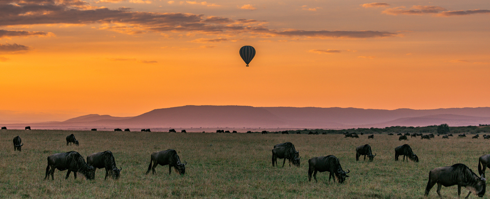 Tanzania verhuizen naar
